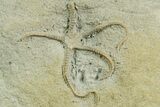 Detailed Jurassic Brittle Star (Palaeocoma) - England #354092-2